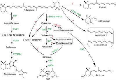 Carotenoid-derived bioactive metabolites shape plant root architecture to adapt to the rhizospheric environments